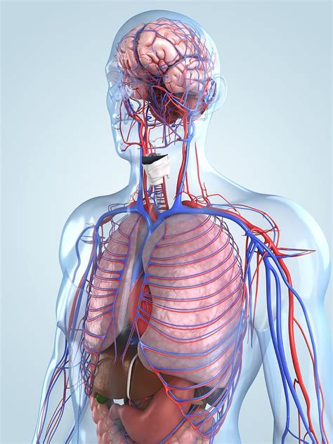 Human Anatomy, Artwork Digital Art by Sciepro