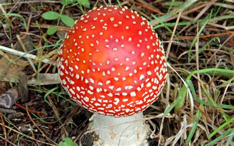 Free Red Mushroom Stock Photo - FreeImages.com