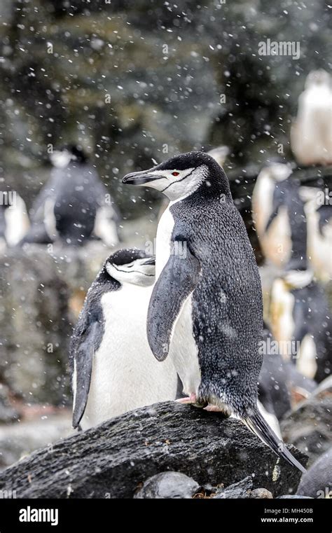 Penguins on the Elephant Island Stock Photo - Alamy