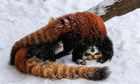 Usually solitary red panda cubs amaze zoo crowd with playful fight and 5ft prancing in the ...