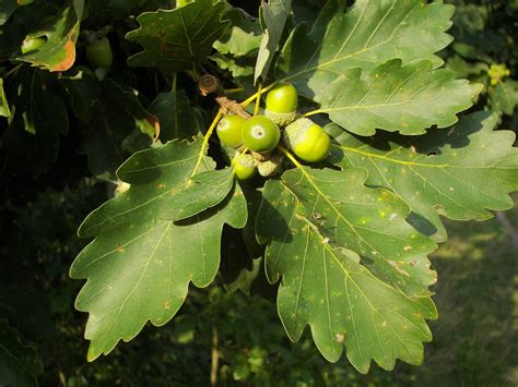 Quercus petraea | National Botanic Gardens of Ireland | The Office of Public Works