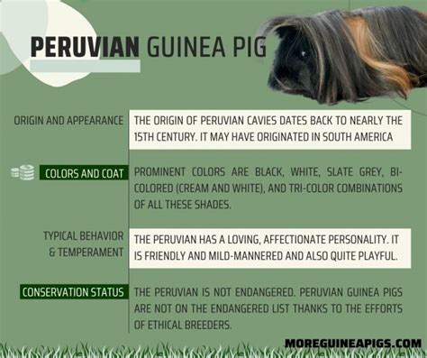 Peruvian Guinea Pig: Origin, Appearance and Other Facts - More Guinea Pigs