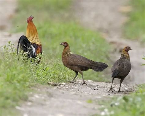 Red Junglefowl - Facts, Diet, Habitat & Pictures on Animalia.bio