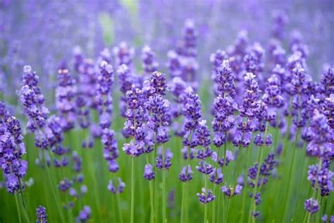 27 Tipos de Lavanda y Beneficios de su Cultivo - Home Stratosphere | Simbolo Reiki