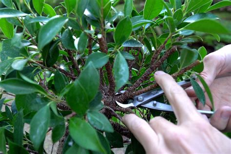 DIY: Ficus Bonsai - Bonsai Empire