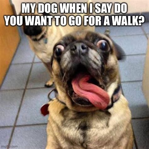 Dogs love walks - Imgflip