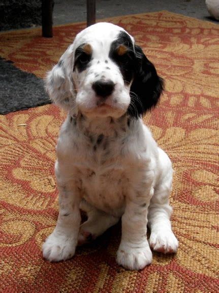 English Setter Info, Temperament, Lifespan, Puppies, Pictures