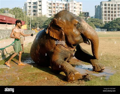 Asian Elephant (Elephas Maximus) Being Given A Bath By His Mahavat ...