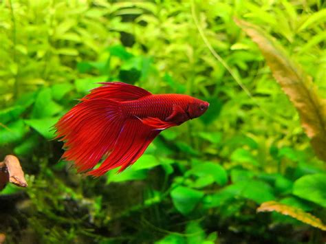 Betta Fish Care Guide: Habitat, Feeding, and Health | BeChewy