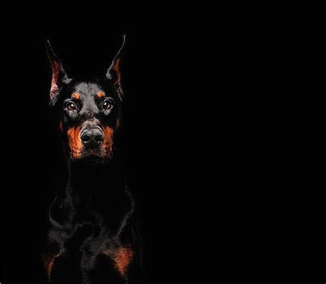 Doberman ozadja HD Spoiled Dogs, Doberman Pinscher, Renoir, Black ...