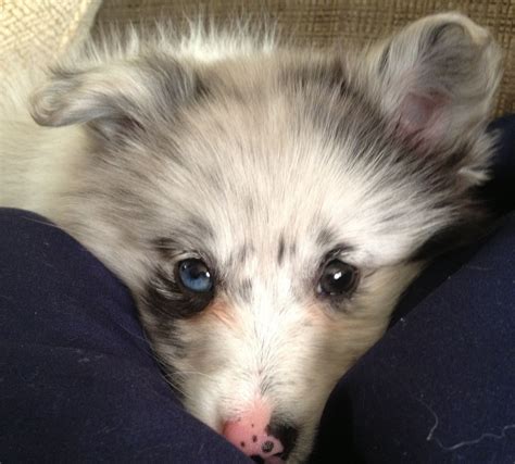 Blue Merle Poshie . A Pomeranian / Sheltie mix . Pomeranian Mix, Blue ...