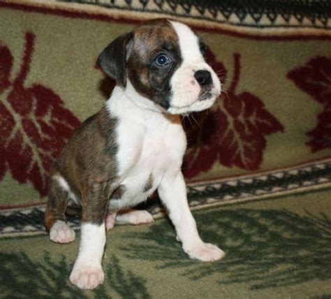 1 Flashy Brindle Male Boxer puppy available soon for Sale in Honey ...