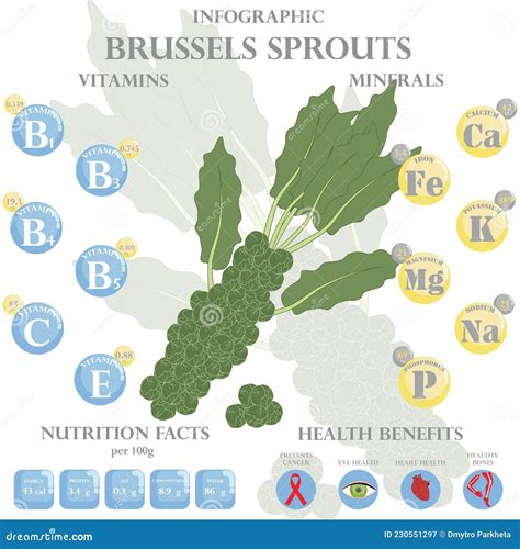 Brussels Sprouts Nutrition Facts and Health Benefits Infographic Stock ...