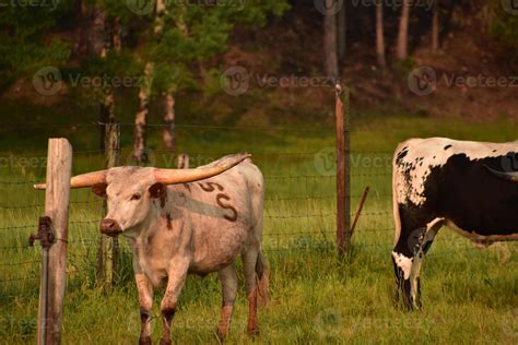 Branded Longhorn Cattle on a Cattle Ranch 12200195 Stock Photo at Vecteezy