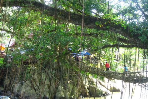 Travelholic: #Travetips | Jembatan Akar (Root Bridge), Padang #Indonesia