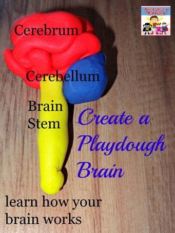 How to make a playdough brain model | Brain models, Whole brain teaching, Human body unit study