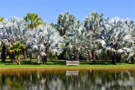 A Visit to Fairchild Tropical Botanic Garden | Florida Botanical Gardens