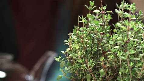 Thyme Herb Benefits