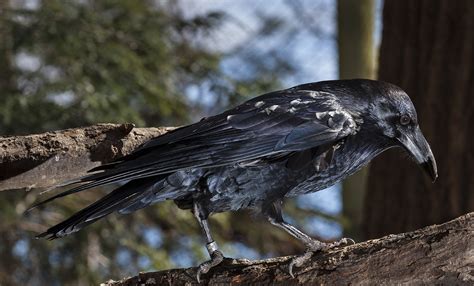 Common raven | Smithsonian's National Zoo and Conservation Biology Institute