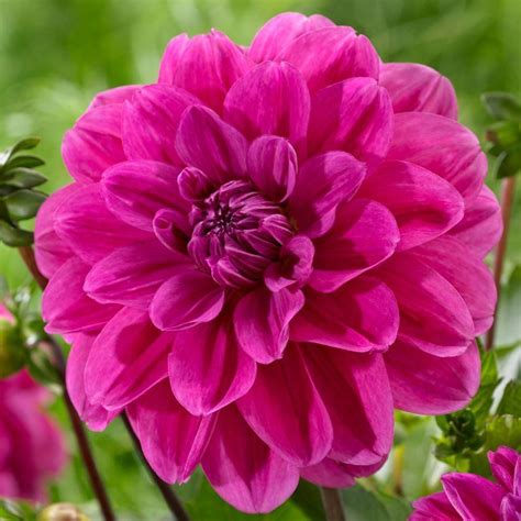 Dahlia 'Cantiflora' in the Dahlias Database - Garden.org