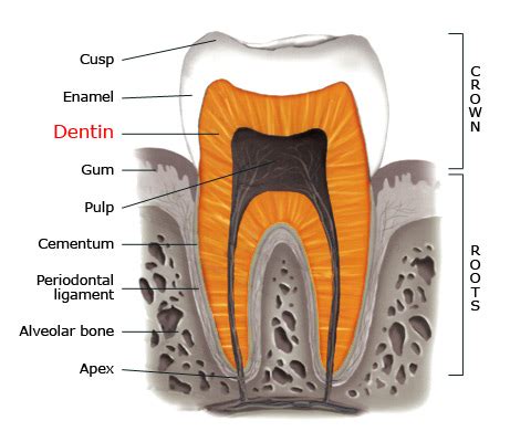 Dentin | Studio Dentaire