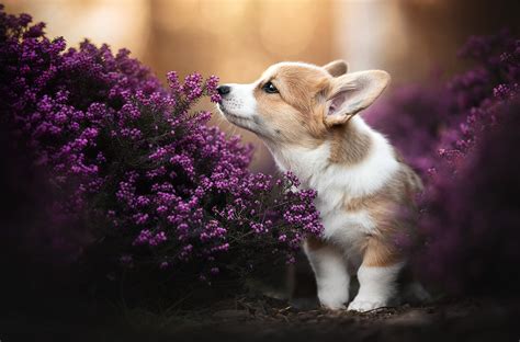 Chi tiết với hơn 58 về hình nền chó corgi cute - cdgdbentre.edu.vn