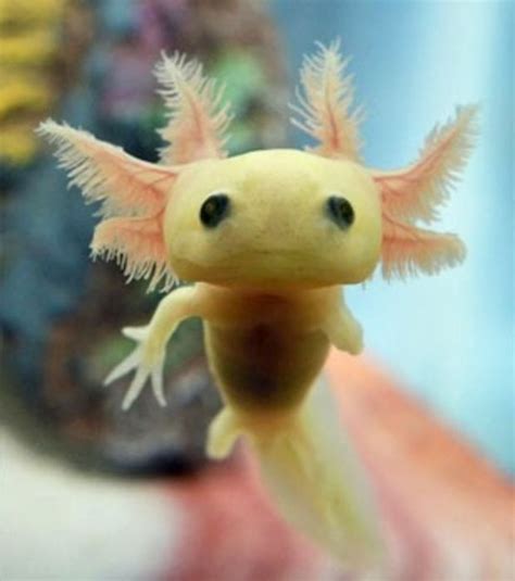 ocelot and axelotl-love — i love how baby axolotl just look like organic...