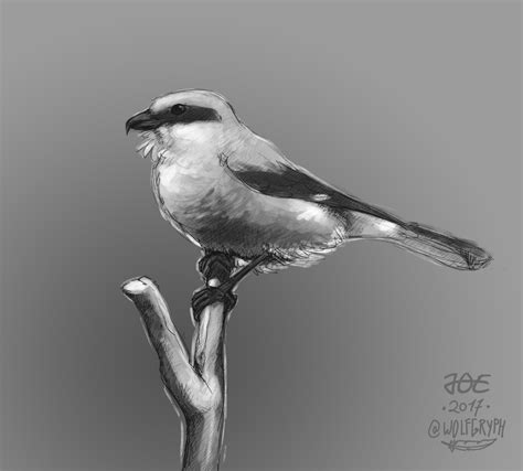 Great Grey Shrike — Weasyl