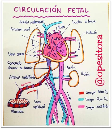 EMBRIOLOGIA - UMSA ": " CIRCULACION FETAL Y CAMBIOS CIRCULATORIOS AL ...