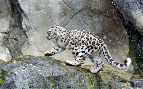 Snow Leopard in the snow wallpaper - Animal wallpapers - #50610