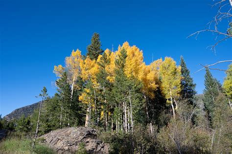 Learn About Fall Colors - Rocky Mountain National Park (U.S. National ...