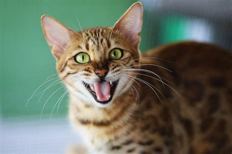 Bengal Cat Personality: 5 Unique (and Entertaining!) Traits - The ...