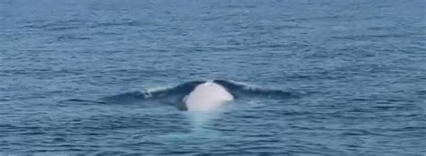 Rare white Omura's whale spotted off Phuket, Thailand (video) | Thaiger