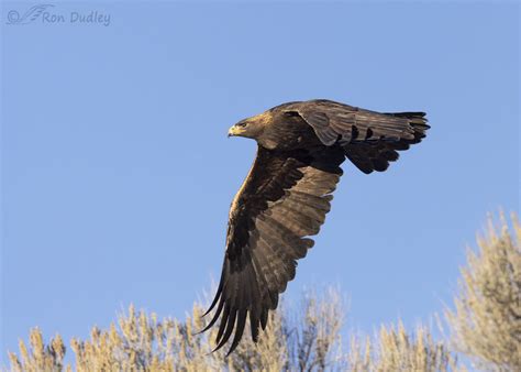 Golden Eagle In Flight Yesterday Morning – Feathered Photography