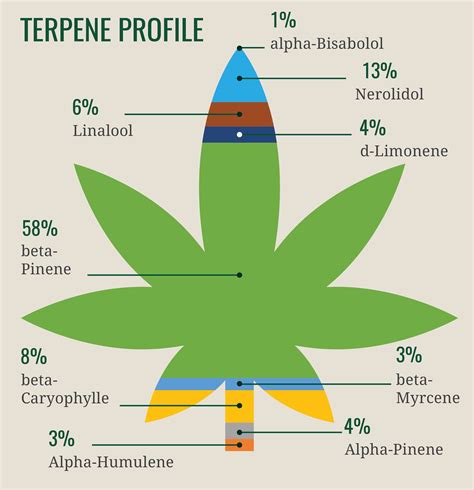 What are terpenes? - WeedTechie