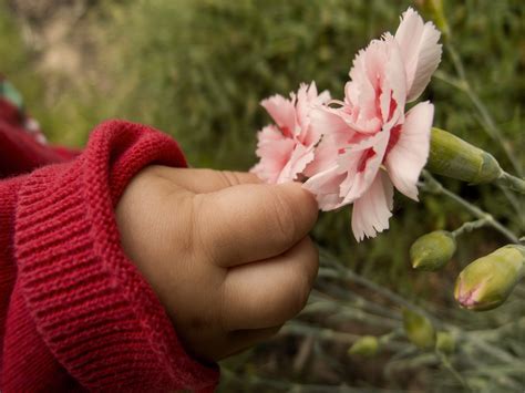 FREE IMAGE: Baby hand picking the flower | Libreshot Public Domain Photos