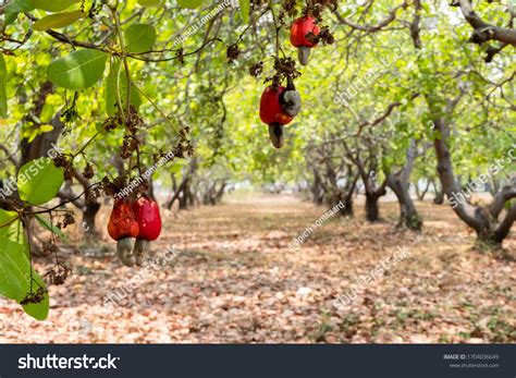 2,811 張 Cashew farming 圖片、庫存照片和向量圖 | Shutterstock