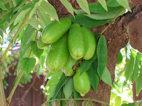 Bilimbi - Nutritional Facts, Health Benefits, Uses and Pictures