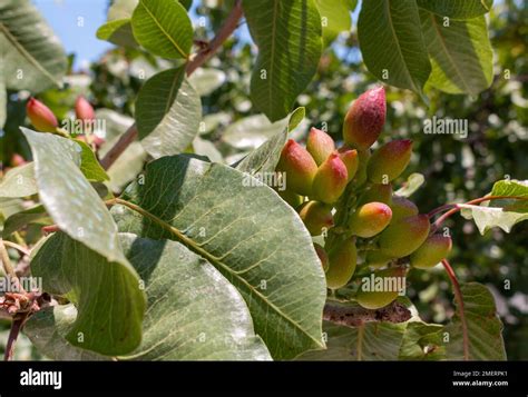 Pistachio drupes ripening on tree Stock Photo - Alamy