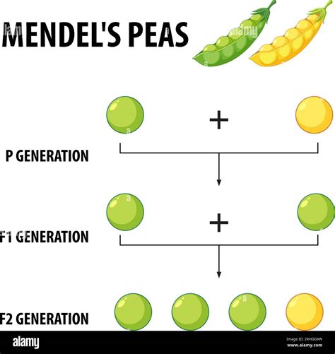 Mendel experiments Immagini Vettoriali Stock - Alamy