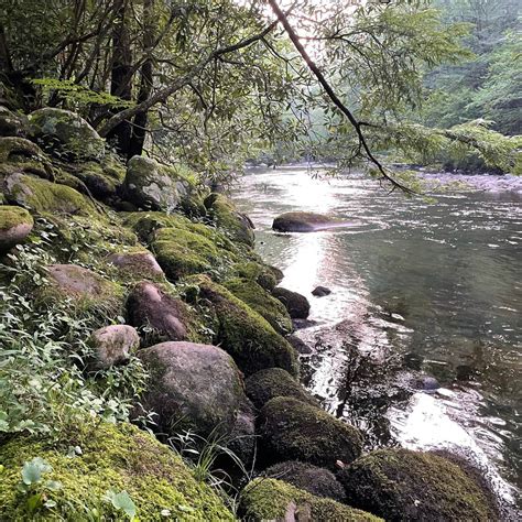 Elkmont Campground | The Dyrt