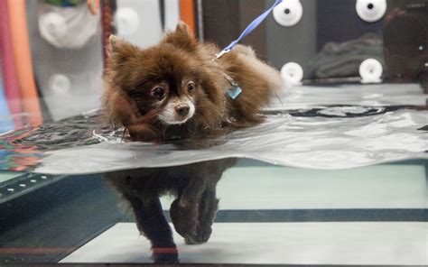 dog hydrotherapy treadmill > OFF-74%