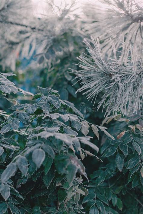 Tree branch in the snow stock photo. Image of frozen - 85766558