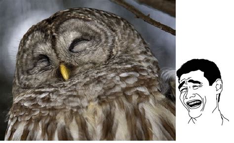 Owl Memes - Gallery | eBaum's World