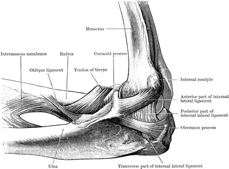 Inner Aspect of the Elbow Joint | ClipArt ETC