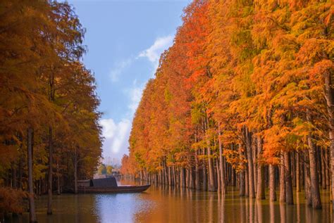 Dawn redwood trees a dazzling sight in Hubei - Chinadaily.com.cn