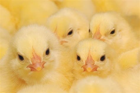 Group of Baby Chicks stock image. Image of growing, cute - 23828207