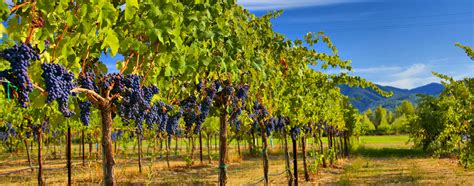 California's Oldest Wine Region