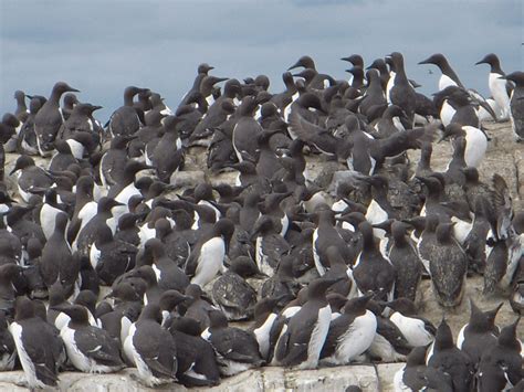 Guillemots on Farne islands | Farne islands, Birds, Island