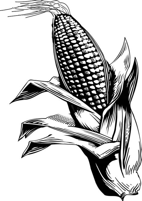 black and white corn drawing - Clip Art Library